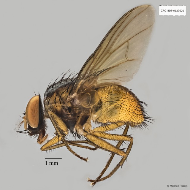 Dichaetomyia sp. "ZRCBDP0020052"