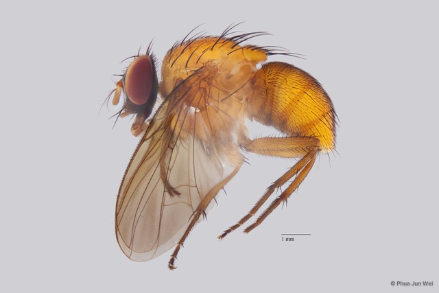 Dichaetomyia sp. "ZRCBDP0021449" • © Phua Jun Wei • All Rights Reserved