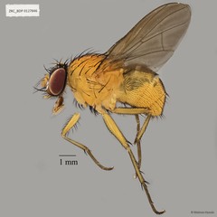 Dichaetomyia sp. "ZRCBDP0021449" • © Maimon Hussin • All Rights Reserved