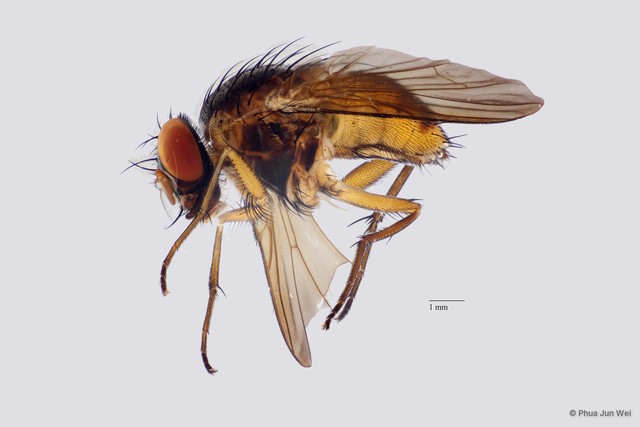 Dichaetomyia sp. "ZRCBDP0025140" • © Phua Jun Wei • All Rights Reserved