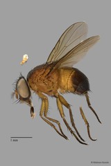Dichaetomyia sp. "ZRCBDP0056606" • © Maimon Hussin • All Rights Reserved