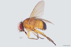 Dichaetomyia sp. "ZRCBDP0056606" • © Phua Jun Wei • All Rights Reserved