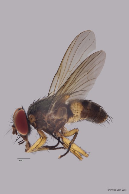 Dichaetomyia sp. "ZRCBDP0056758" • © Phua Jun Wei • All Rights Reserved