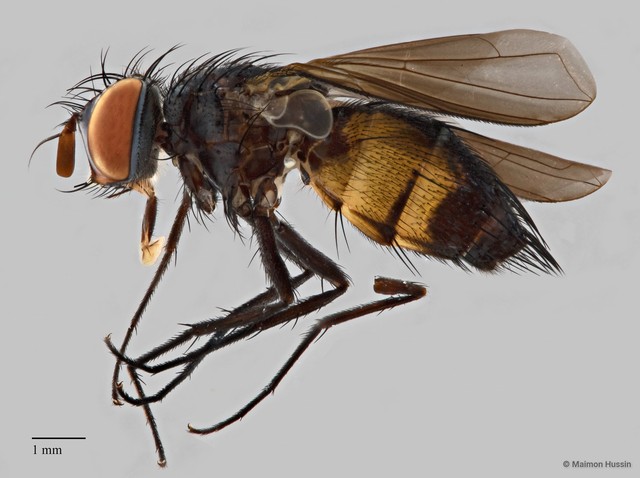 Dichaetomyia sp. "ZRCBDP0127667" • © Maimon Hussin • All Rights Reserved