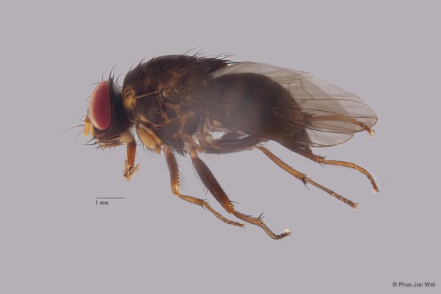 Dichaetomyia bibax • © Phua Jun Wei • All Rights Reserved