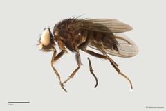 Dichaetomyia bibax • © Maimon Hussin • All Rights Reserved