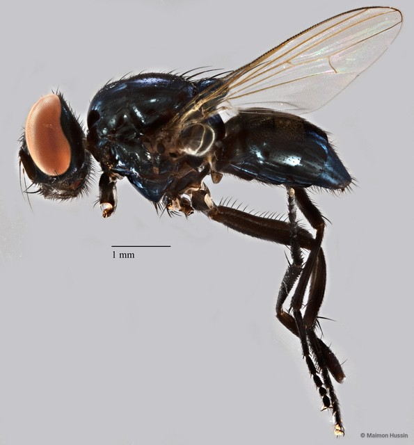 Hydrotaea spinigera • © Maimon Hussin • All Rights Reserved