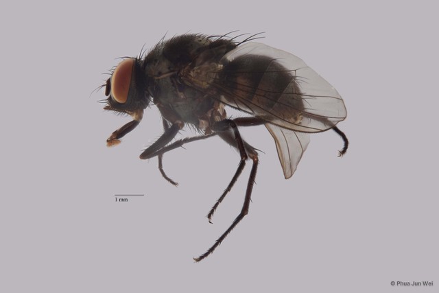 Limnophora sp. "ZRCBDP0021448" • © Phua Jun Wei • All Rights Reserved