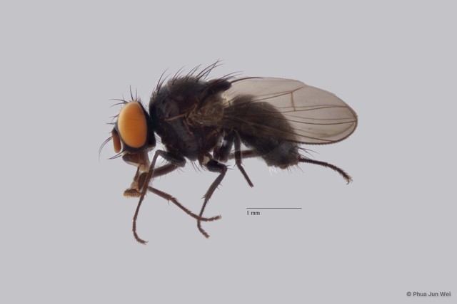 Limnophora sp. "ZRCBDP0025563" • © Phua Jun Wei • All Rights Reserved