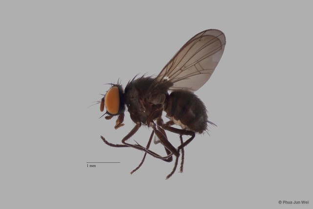 Limnophora sp. "ZRCBDP0025598" • © Phua Jun Wei • All Rights Reserved
