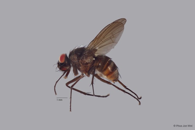 Limnophora sp. "ZRCBDP0025766" • © Phua Jun Wei • All Rights Reserved