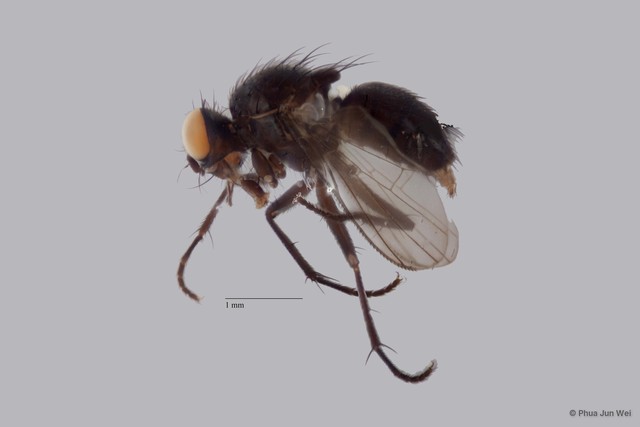 Limnophora sp. "ZRCBDP0025847" • © Phua Jun Wei • All Rights Reserved