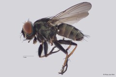 Lispe sp. "ZRCBDP0052241"