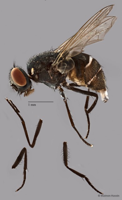Musca sp. "ZRCBDP0077943" • © Maimon Hussin • All Rights Reserved