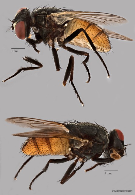 Musca domestica • © Maimon Hussin • All Rights Reserved