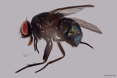 Neomyia sp. "cf. lauta" • © Phua Jun Wei • All Rights Reserved