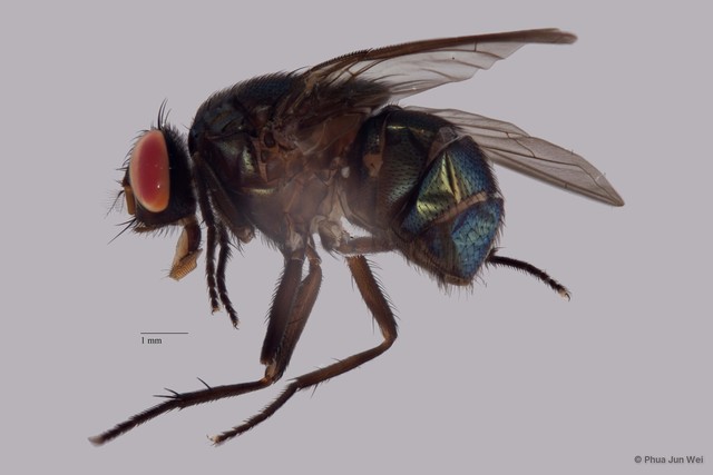 Neomyia sp. "cf. lauta" • © Phua Jun Wei • All Rights Reserved