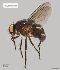 Neomyia sp. "cf. lauta" • © Maimon Hussin • All Rights Reserved