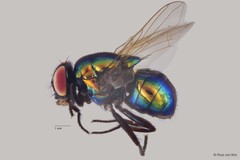 Neomyia sp. "ZRCBDP00056682" • © Phua Jun Wei • All Rights Reserved