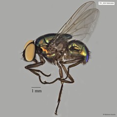 Neomyia sp. "ZRCBDP00056682" • © Maimon Hussin • All Rights Reserved