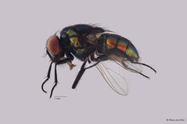 Neomyia sp. "ZRCBDP00063513" • © Phua Jun Wei • All Rights Reserved