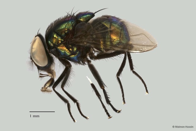 Neomyia sp. "ZRCBDP0021386" • © Maimon Hussin • All Rights Reserved