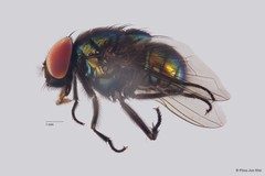 Neomyia sp. "ZRCBDP0021386" • © Phua Jun Wei • All Rights Reserved