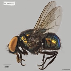 Neomyia sp. "ZRCBDP0021386" • © Maimon Hussin • All Rights Reserved
