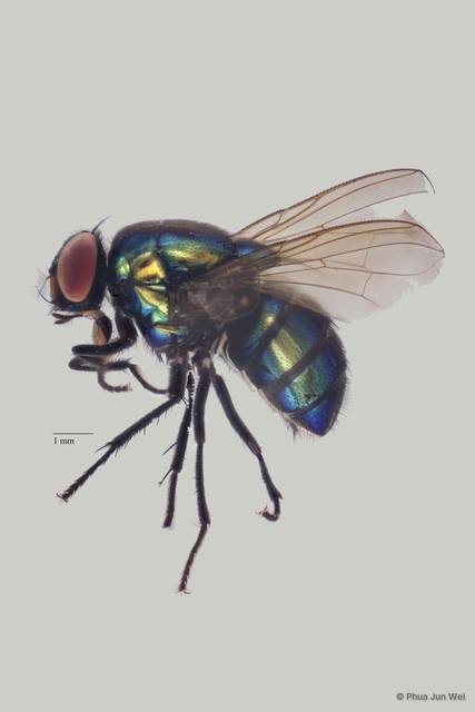 Neomyia sp. "ZRCBDP0056598" • © Phua Jun Wei • All Rights Reserved