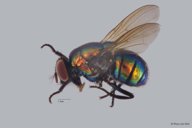 Neomyia sp. "ZRCBDP0056765" • © Phua Jun Wei • All Rights Reserved