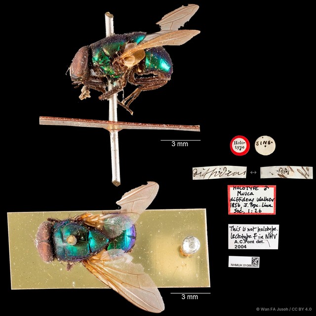 Neomyia diffidens • © Wan FA Jusoh • CC BY 4.0