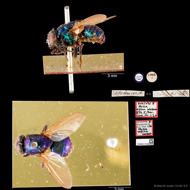 Neomyia diffidens