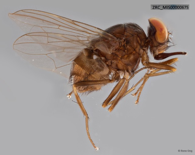 Stomoxys sp. "ZRC_MIS00000675" • © Rene Ong • All Rights Reserved