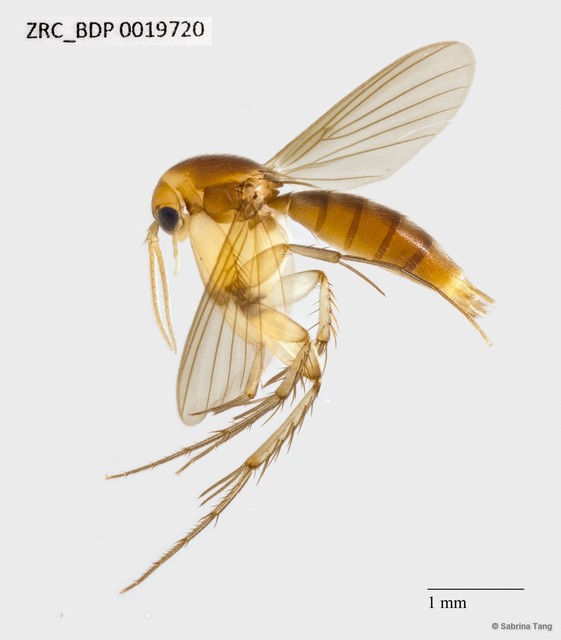 Mycetophilidae sp. "ZRCBDP0019720" • © Sabrina Tang • All Rights Reserved