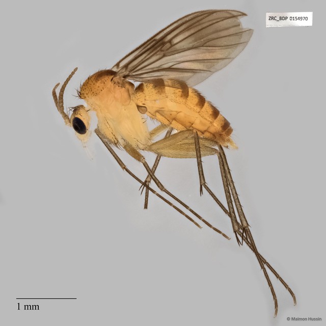 Mycetophilini sp. "ZRCBDP0047837" • © Maimon Hussin • All Rights Reserved