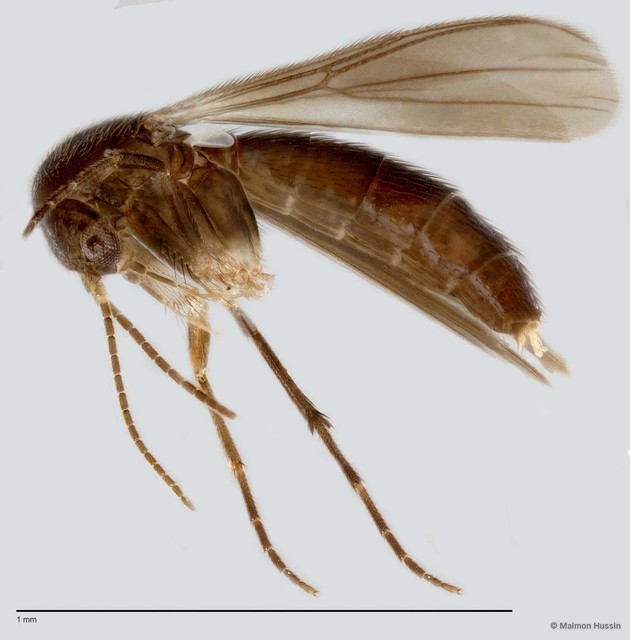 Mycetophilinae sp. "ZRCBDP0047853" • © Maimon Hussin • All Rights Reserved