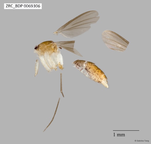 Mycetophilidae sp. "ZRCBDP0069306" • © Sabrina Tang • All Rights Reserved