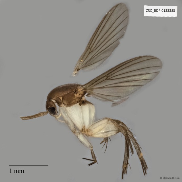 Mycetophilidae sp. "ZRCBDP0133385" • © Maimon Hussin • All Rights Reserved