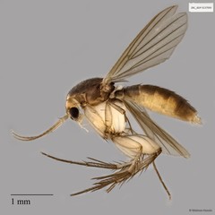 Mycetophilidae sp. "ZRCBDP0137093"