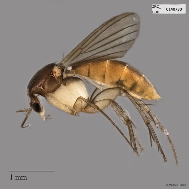 Mycetophilidae sp. "ZRCBDP0140730" • © Maimon Hussin • All Rights Reserved