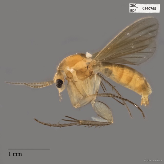 Mycetophilidae sp. "ZRCBDP0140765" • © Maimon Hussin • All Rights Reserved