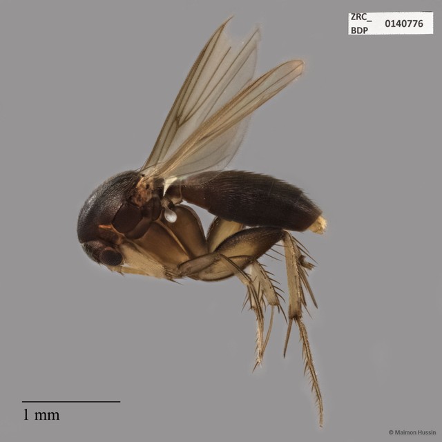 Mycetophilidae sp. "ZRCBDP0140776" • © Maimon Hussin • All Rights Reserved