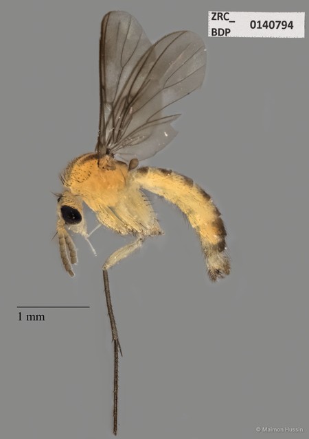 Mycetophilidae sp. "ZRCBDP0140794" • © Maimon Hussin • All Rights Reserved