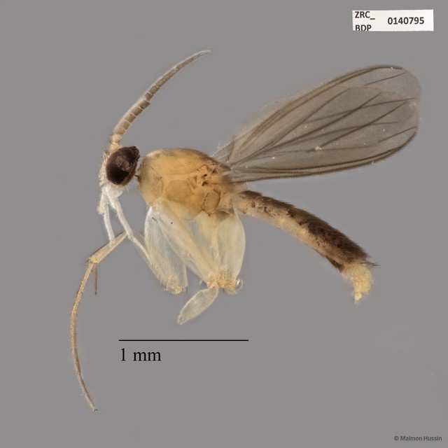 Mycetophilidae sp. "ZRCBDP0140795" • © Maimon Hussin • All Rights Reserved