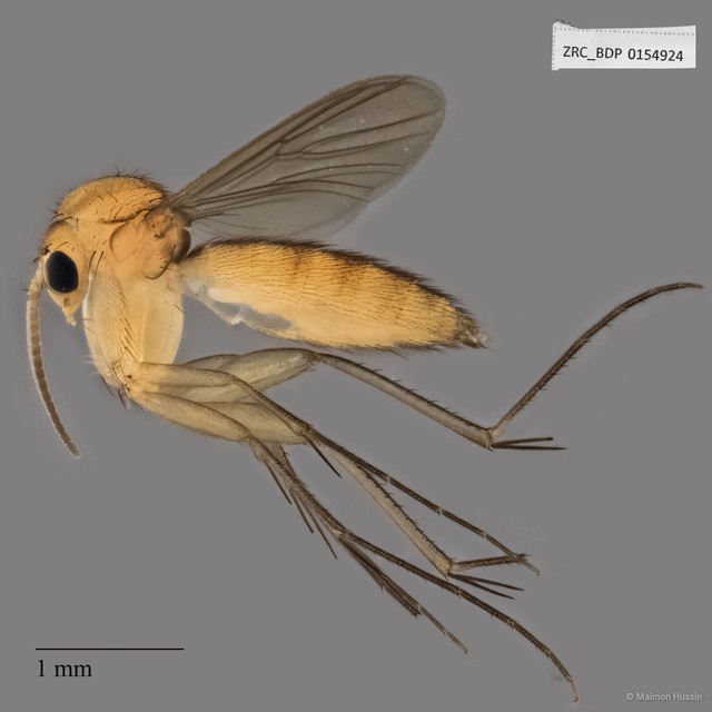 Mycetophilidae sp. "ZRCBDP0154924" • © Maimon Hussin • All Rights Reserved