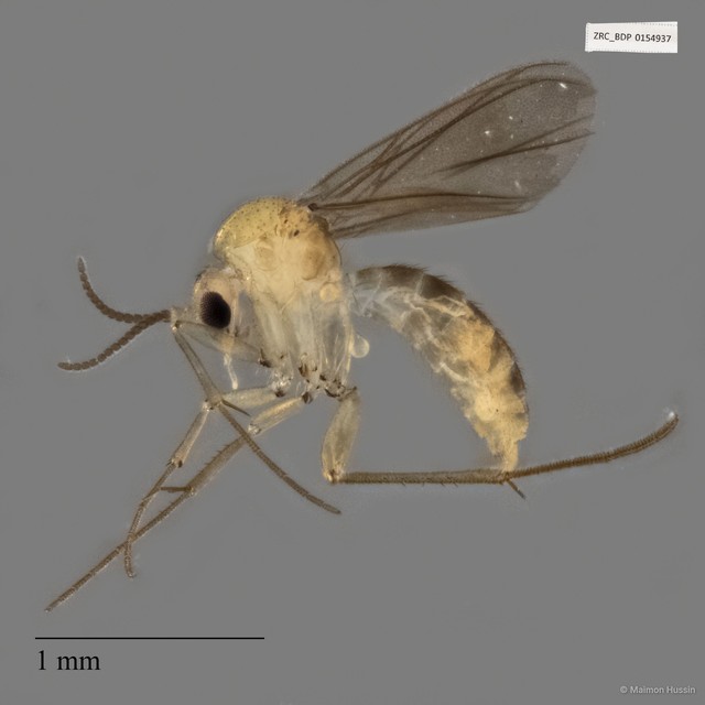 Mycetophilidae sp. "ZRCBDP0154937" • © Maimon Hussin • All Rights Reserved