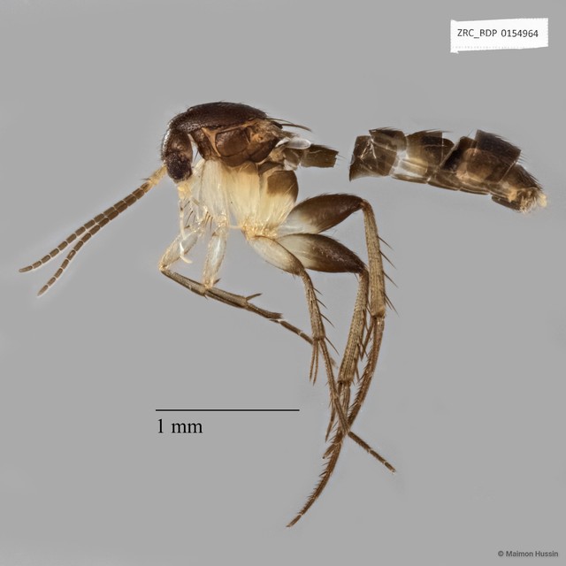Mycetophilidae sp. "ZRCBDP0154964" • © Maimon Hussin • All Rights Reserved