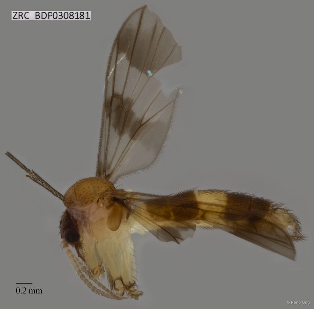Mycetophilidae sp. "ZRCBDP0308181" • © Rene Ong • All Rights Reserved