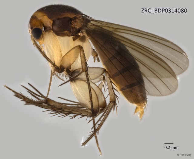 Mycetophilidae sp. "ZRCBDP0314080" • © Rene Ong • All Rights Reserved