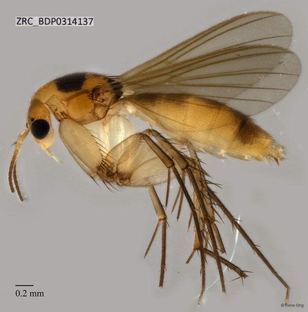 Mycetophilidae sp. "ZRCBDP0314137" • © Rene Ong • All Rights Reserved